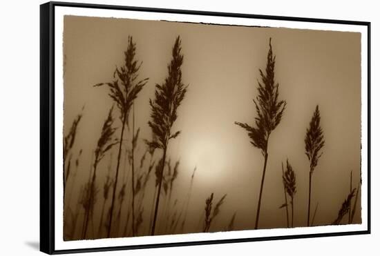Sepia Sunrise-Adrian Campfield-Framed Stretched Canvas