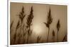 Sepia Sunrise-Adrian Campfield-Stretched Canvas