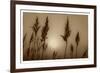 Sepia Sunrise-Adrian Campfield-Framed Giclee Print