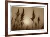 Sepia Sunrise-Adrian Campfield-Framed Giclee Print