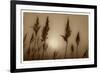 Sepia Sunrise-Adrian Campfield-Framed Giclee Print