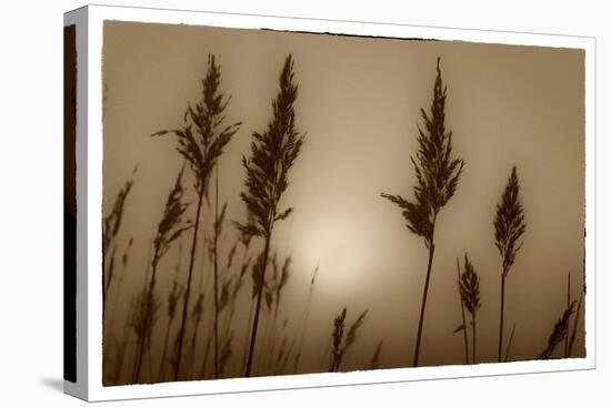 Sepia Sunrise-Adrian Campfield-Stretched Canvas