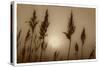 Sepia Sunrise-Adrian Campfield-Stretched Canvas