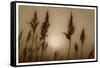 Sepia Sunrise-Adrian Campfield-Framed Stretched Canvas