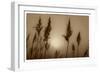 Sepia Sunrise-Adrian Campfield-Framed Giclee Print