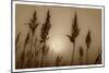 Sepia Sunrise-Adrian Campfield-Mounted Giclee Print