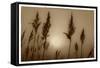 Sepia Sunrise-Adrian Campfield-Framed Stretched Canvas