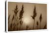 Sepia Sunrise-Adrian Campfield-Stretched Canvas