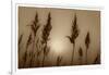 Sepia Sunrise-Adrian Campfield-Framed Giclee Print