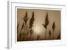 Sepia Sunrise-Adrian Campfield-Framed Giclee Print