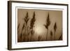 Sepia Sunrise-Adrian Campfield-Framed Giclee Print