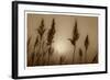 Sepia Sunrise-Adrian Campfield-Framed Giclee Print