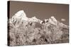 Sepia Teton 3-Gordon Semmens-Stretched Canvas