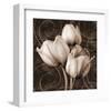 Sepia Tulip I-Christine Zalewski-Framed Art Print