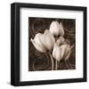 Sepia Tulip I-Christine Zalewski-Framed Art Print