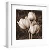 Sepia Tulip I-Christine Zalewski-Framed Art Print