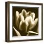 Sepia Tulip I-Renee W. Stramel-Framed Art Print