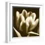 Sepia Tulip I-Renee W. Stramel-Framed Art Print