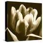 Sepia Tulip I-Renee W. Stramel-Stretched Canvas