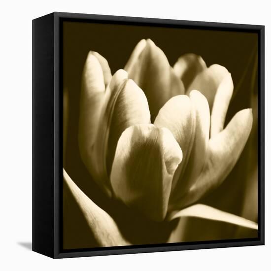 Sepia Tulip I-Renee W. Stramel-Framed Stretched Canvas