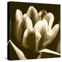 Sepia Tulip I-Renee W. Stramel-Stretched Canvas