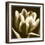 Sepia Tulip I-Renee W. Stramel-Framed Art Print