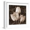 Sepia Tulip II-Christine Zalewski-Framed Art Print