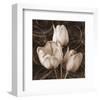 Sepia Tulip II-Christine Zalewski-Framed Art Print