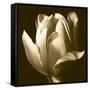 Sepia Tulip II-Renee W. Stramel-Framed Stretched Canvas