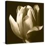 Sepia Tulip II-Renee W. Stramel-Stretched Canvas