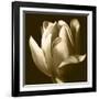 Sepia Tulip II-Renee W. Stramel-Framed Art Print