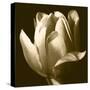 Sepia Tulip II-Renee W. Stramel-Stretched Canvas