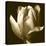 Sepia Tulip II-Renee W. Stramel-Stretched Canvas