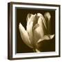 Sepia Tulip II-Renee W. Stramel-Framed Art Print