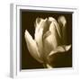 Sepia Tulip II-Renee W. Stramel-Framed Art Print