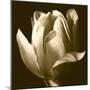 Sepia Tulip II-Renee W. Stramel-Mounted Art Print