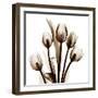 Sepia Tulips-Albert Koetsier-Framed Photographic Print