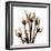 Sepia Tulips-Albert Koetsier-Framed Photographic Print
