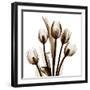 Sepia Tulips-Albert Koetsier-Framed Photographic Print