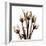 Sepia Tulips-Albert Koetsier-Framed Photographic Print