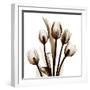 Sepia Tulips-Albert Koetsier-Framed Photographic Print