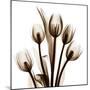 Sepia Tulips-Albert Koetsier-Mounted Photographic Print