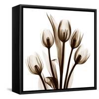 Sepia Tulips-Albert Koetsier-Framed Stretched Canvas