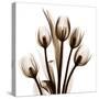 Sepia Tulips-Albert Koetsier-Stretched Canvas