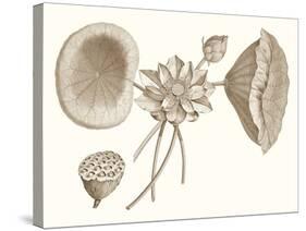 Sepia Water Lily I-Vision Studio-Stretched Canvas