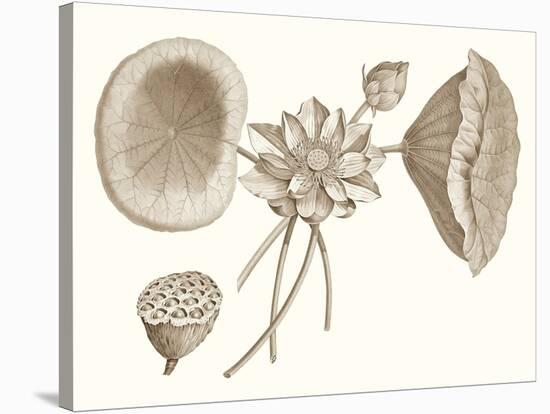 Sepia Water Lily I-Vision Studio-Stretched Canvas