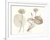 Sepia Water Lily II-Vision Studio-Framed Art Print
