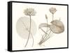 Sepia Water Lily II-Vision Studio-Framed Stretched Canvas