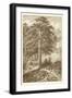 Sepia Wild Pine-Ernst Heyn-Framed Art Print