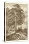 Sepia Wild Pine-Ernst Heyn-Stretched Canvas